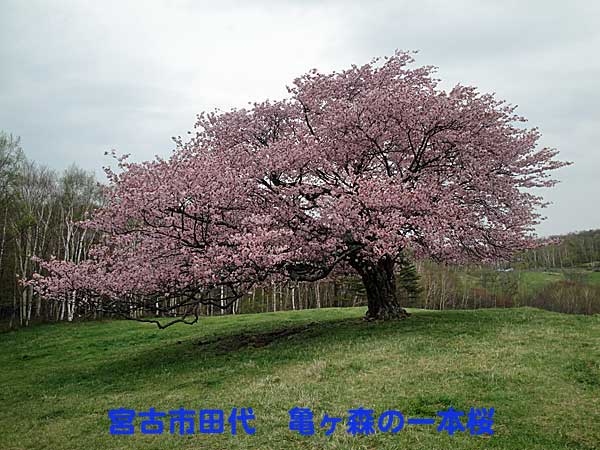 亀ヶ森一本桜